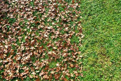 Mulching Fall Leaves