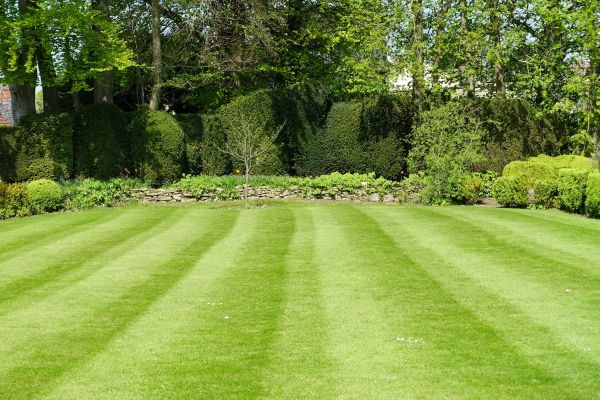 Cost of Grass Care Service in Jonesboro